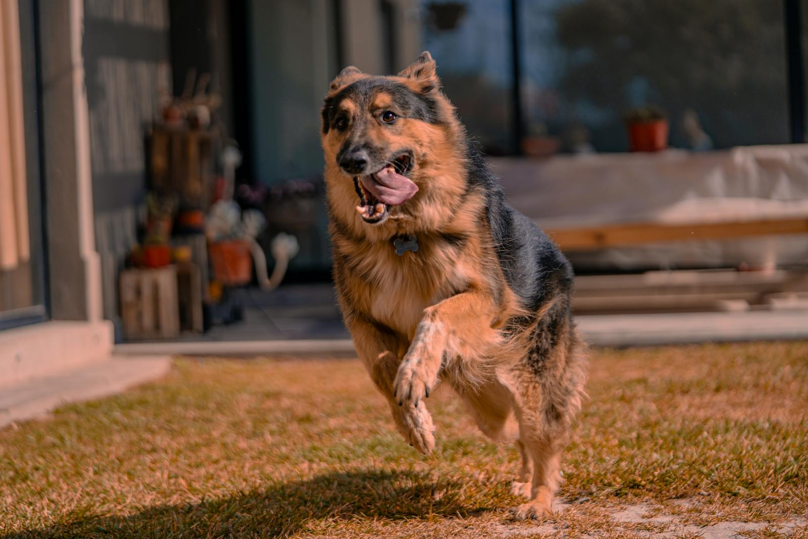 A lively German Shepherd playfully runs across a sunlit yard, full of energy.