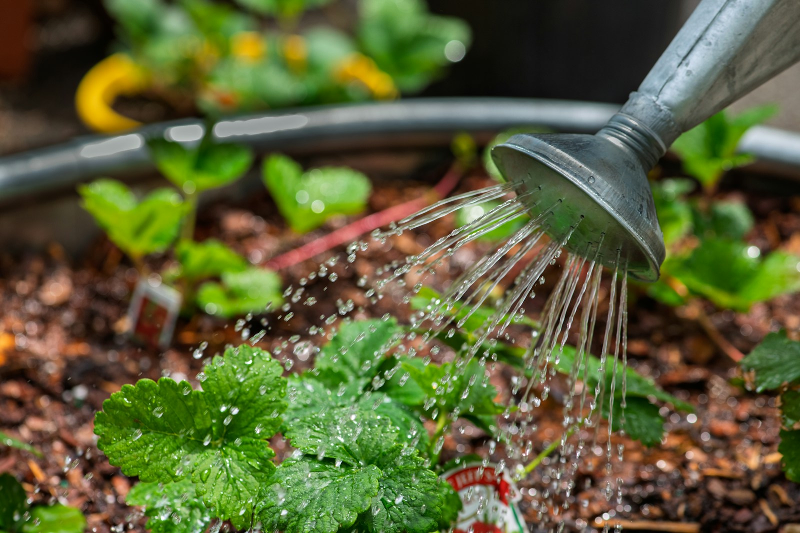 Watering plants with a watering can.