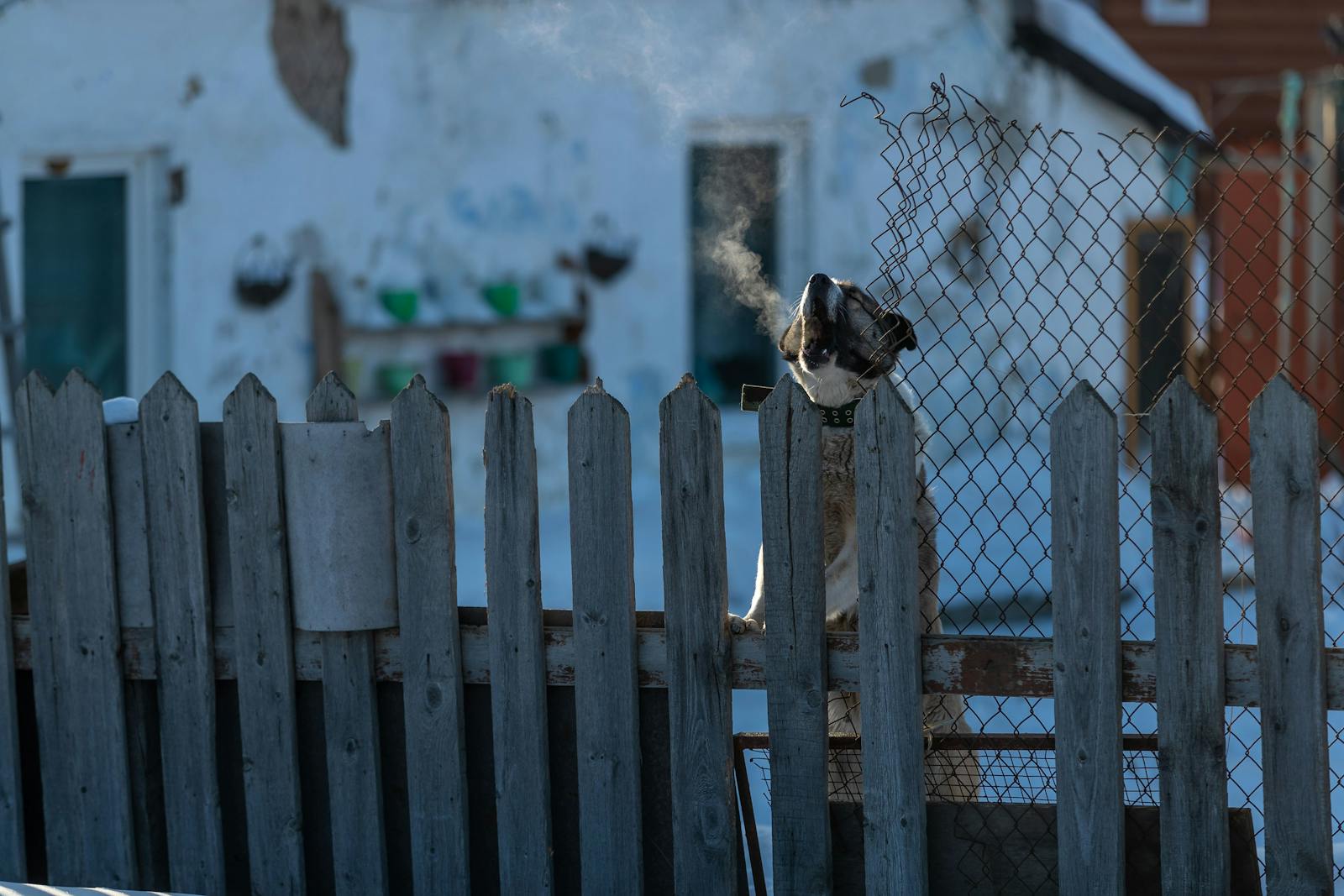 A dog breathes warm steam behind a wooden picket fence on a snowy winter day outdoors.