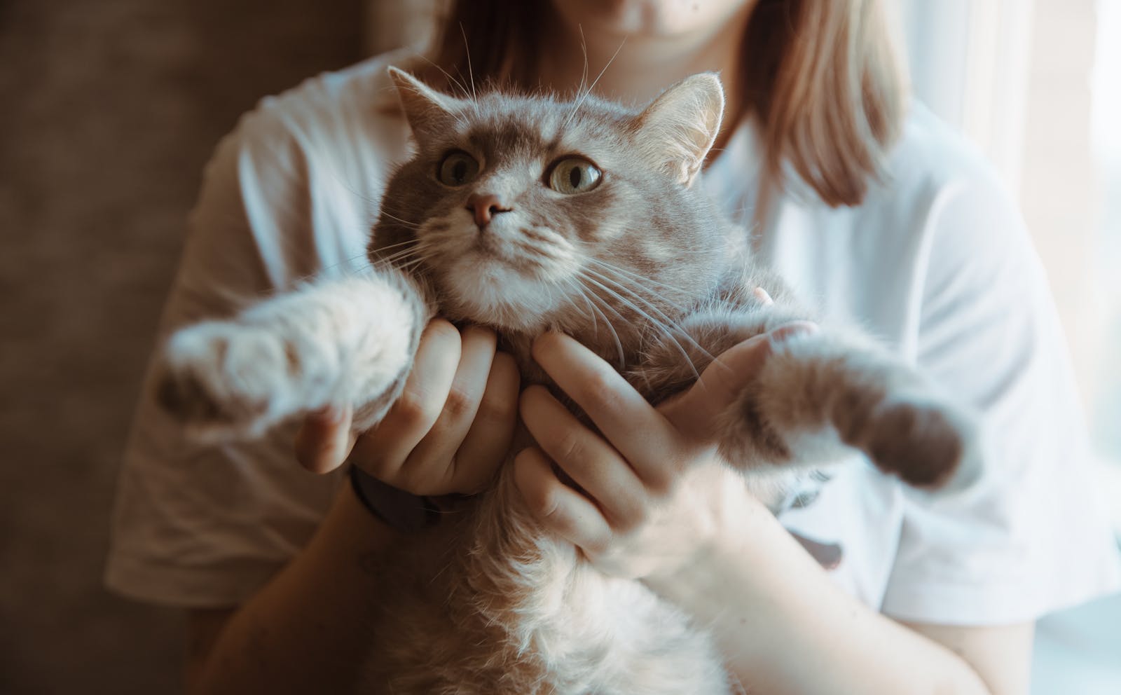 A gray cat being held by a woman, showcasing a cute indoor moment.