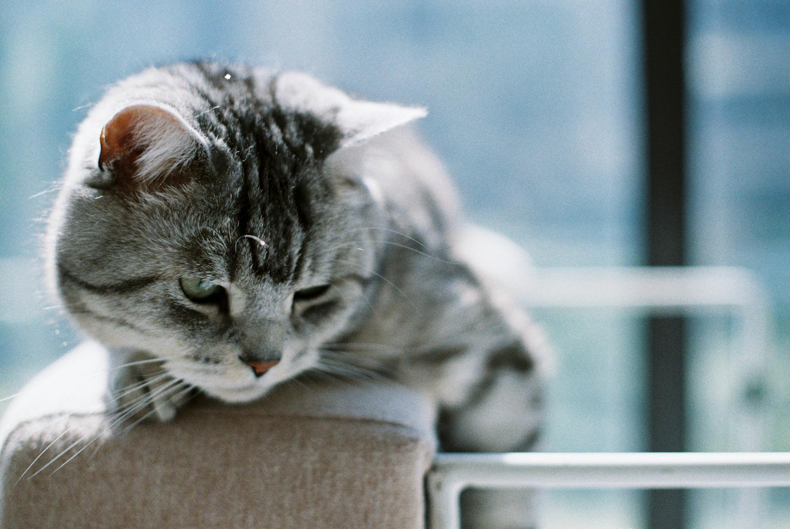 Captivating shot of a gray tabby cat relaxing on a sunny day indoors.