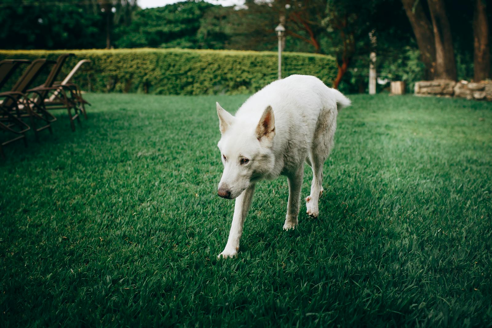 Calm dog walking slowly on green grass in park with green trees and bushes