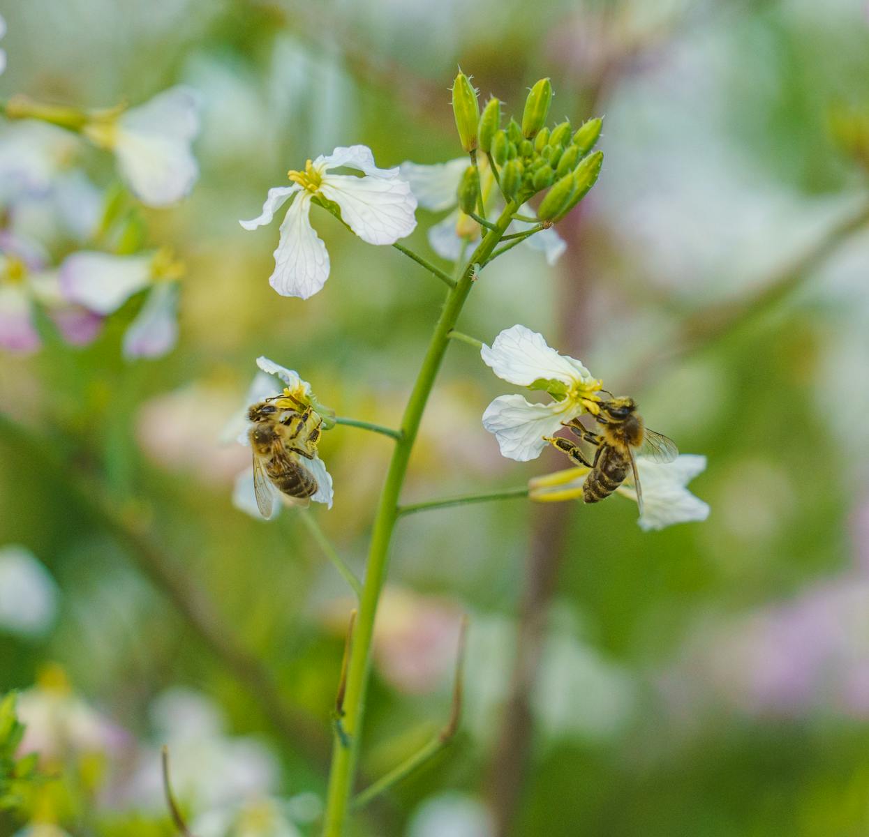 Two honey bees gathering nectar from delicate white spring flowers, set against a soft-focus background.