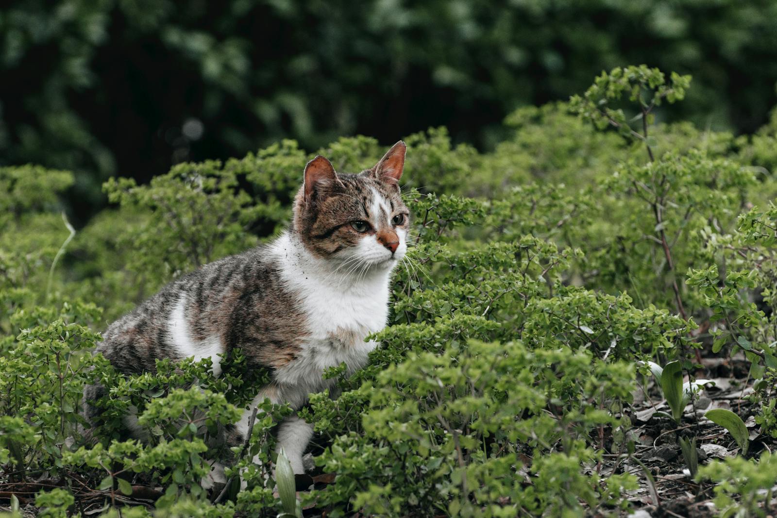A tabby cat sitting among lush green vegetation in a garden setting.