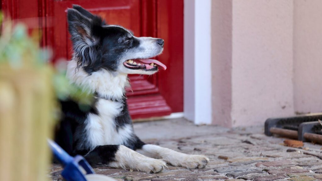 A Border Collie lying peacefully on a stone path beside a red door.