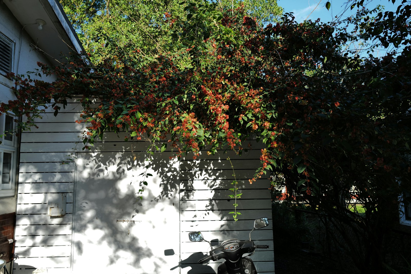 A tree with red berries next to a white building.