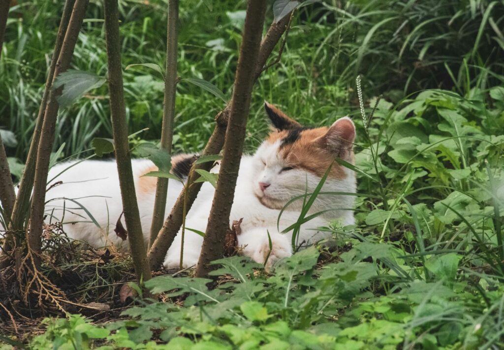 A tranquil scene of a calico cat sleeping among lush greenery in a garden.