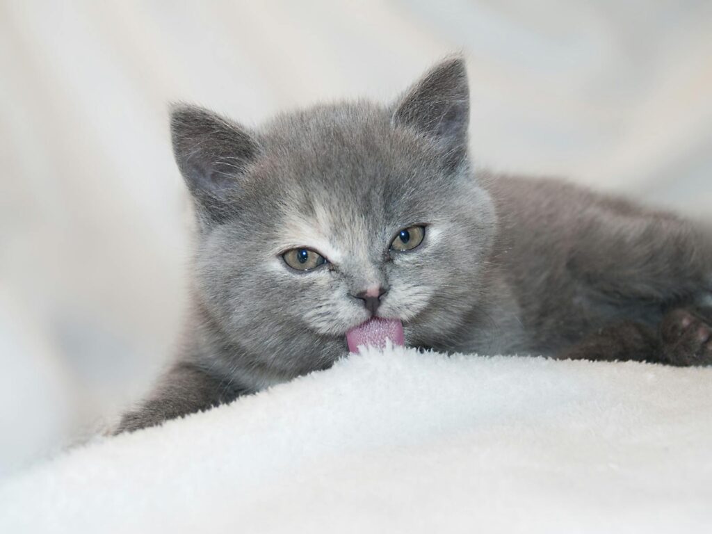 A cute gray kitten licking its paw on a soft white surface. Perfect pet photo.