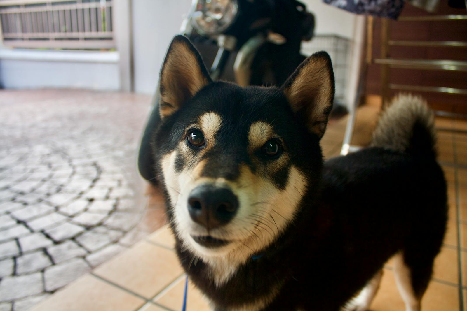 Close-up of a curious Shiba Inu dog indoors. Perfect for pet lovers.