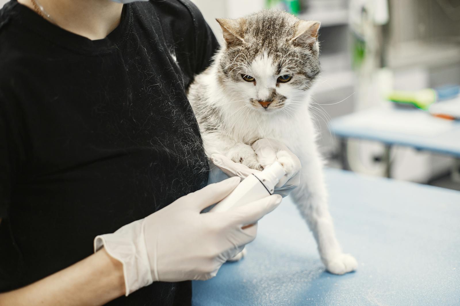 A white cat being examined by a veterinarian wearing surgical gloves in a clinic.