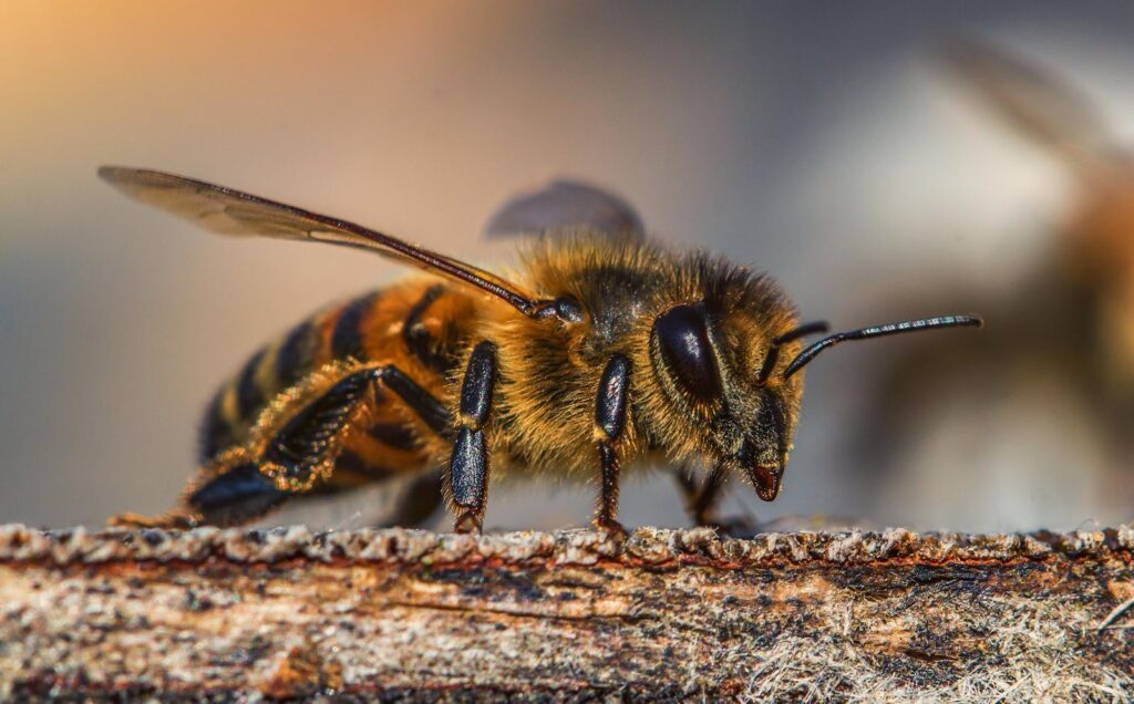 Detailed macro photograph of a honey bee on a log showcasing the insect's features.