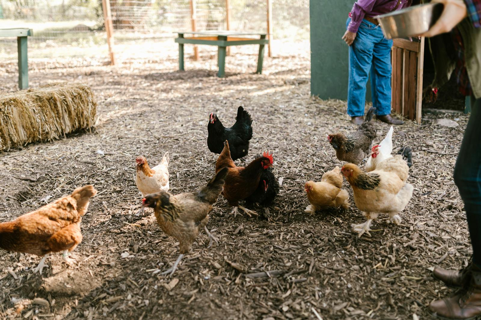 A group of diverse chickens feeding on a rural farm under the care of a farmer.