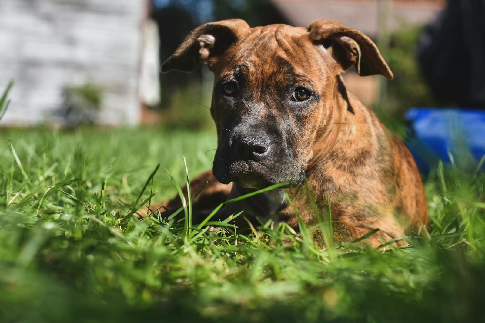 A cute brown dog laying in lush grass, basking in the sunlight on a peaceful day.