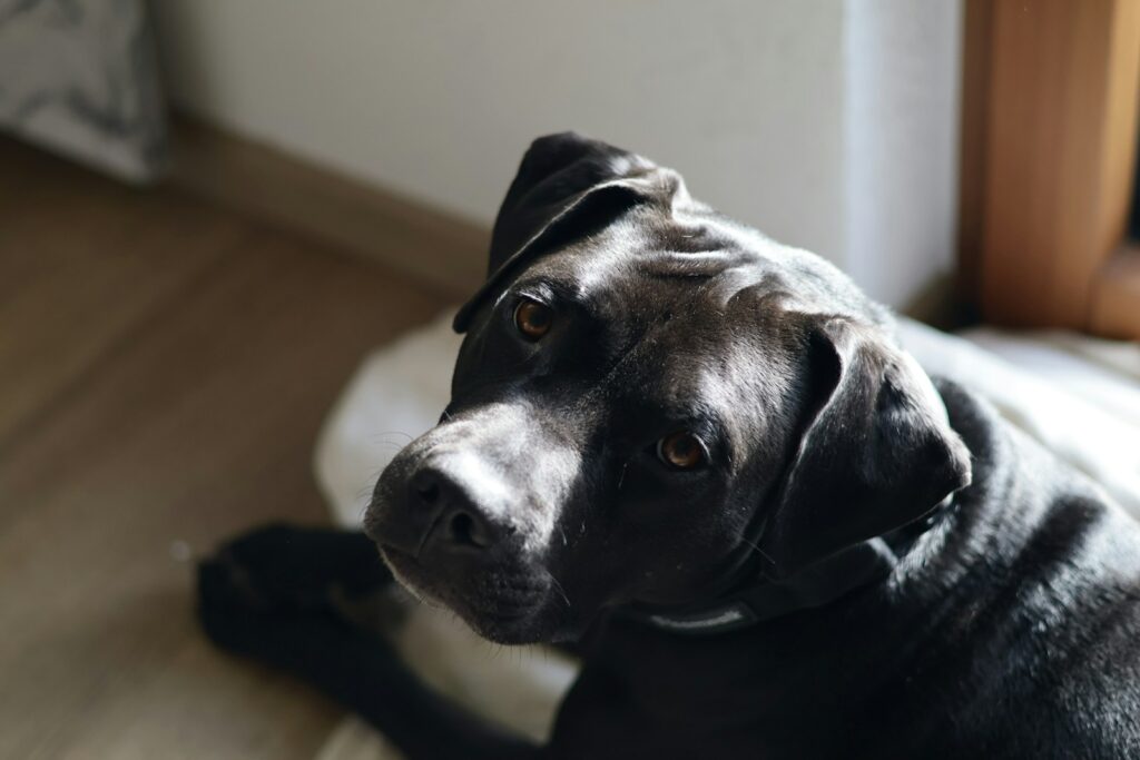 A black dog with floppy ears looks at the camera.