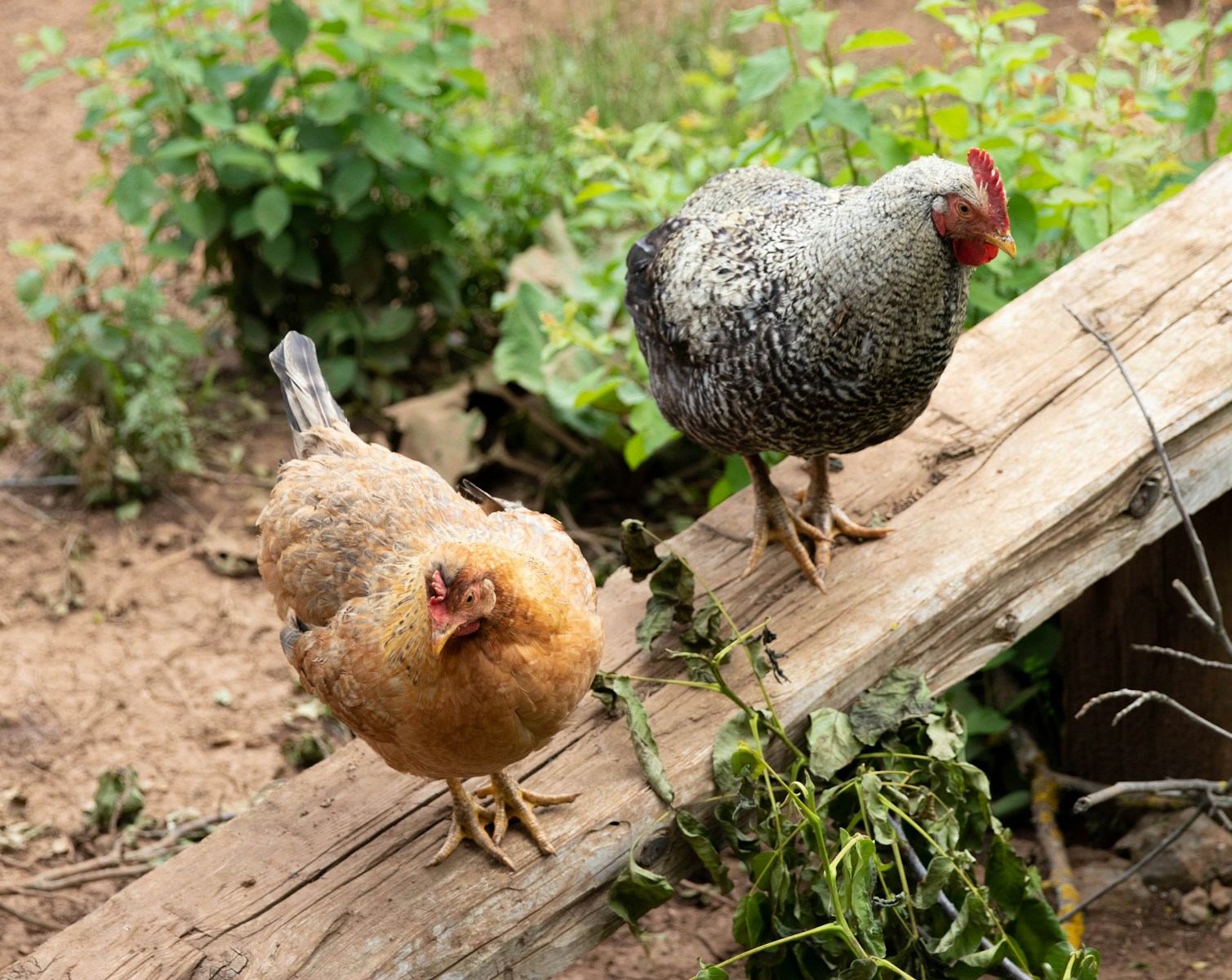 A couple of chickens standing on top of a wooden log
