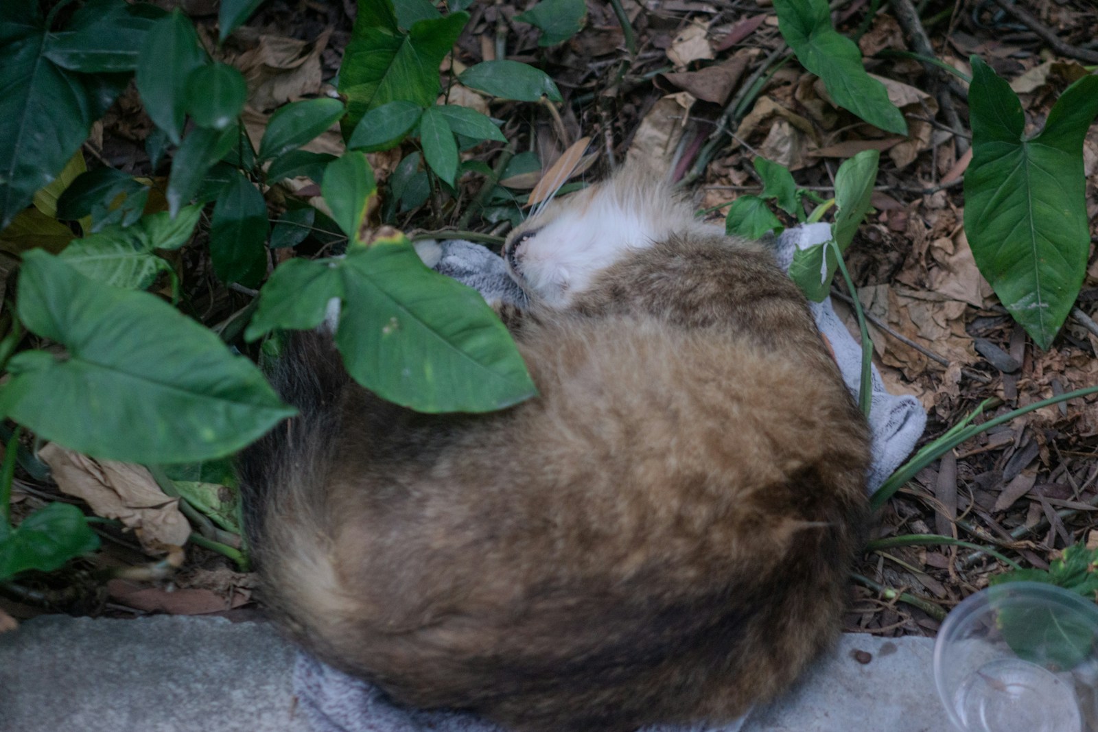 A cat is curled up sleeping amongst leaves.