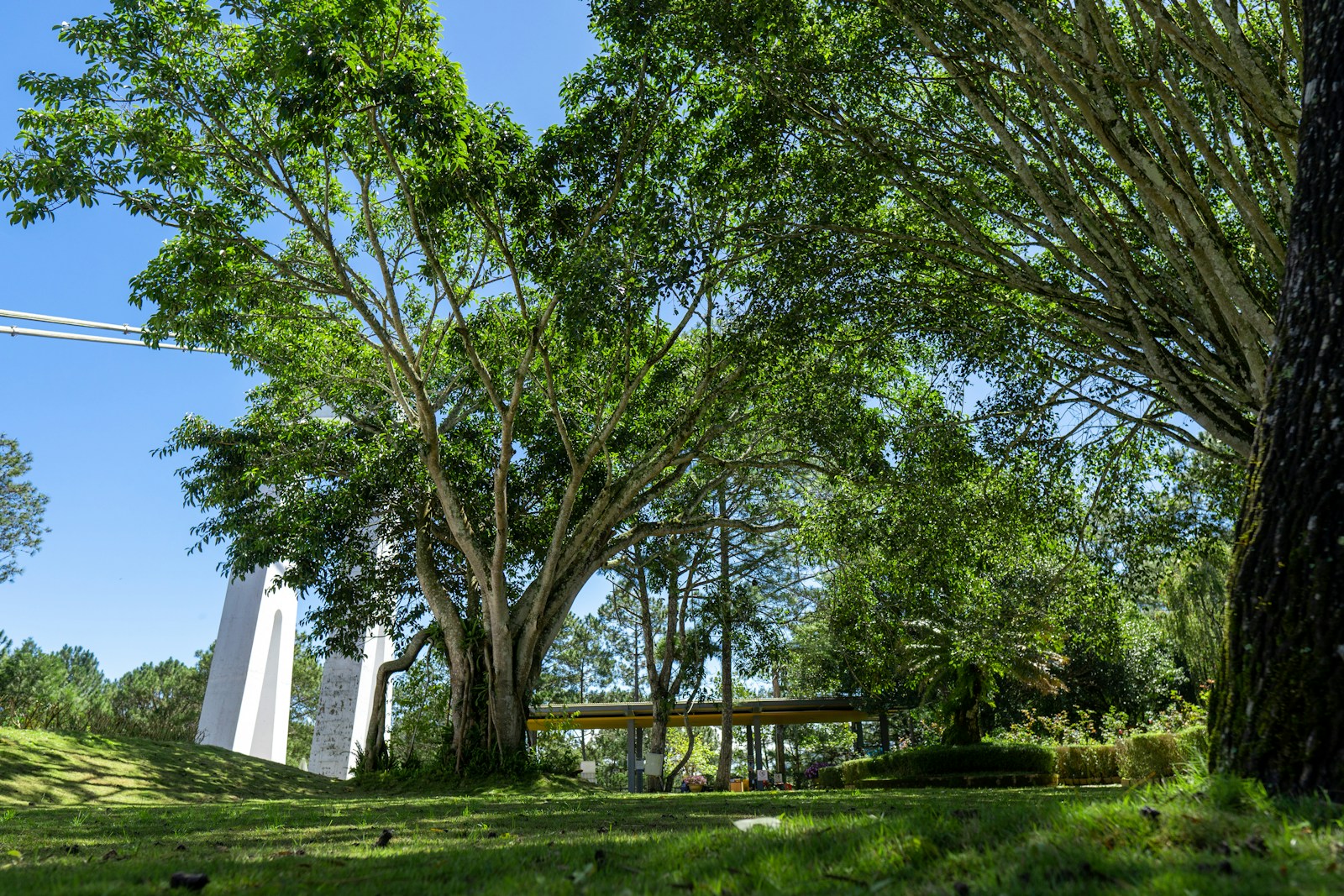 Lush green park with large trees and modern structures.