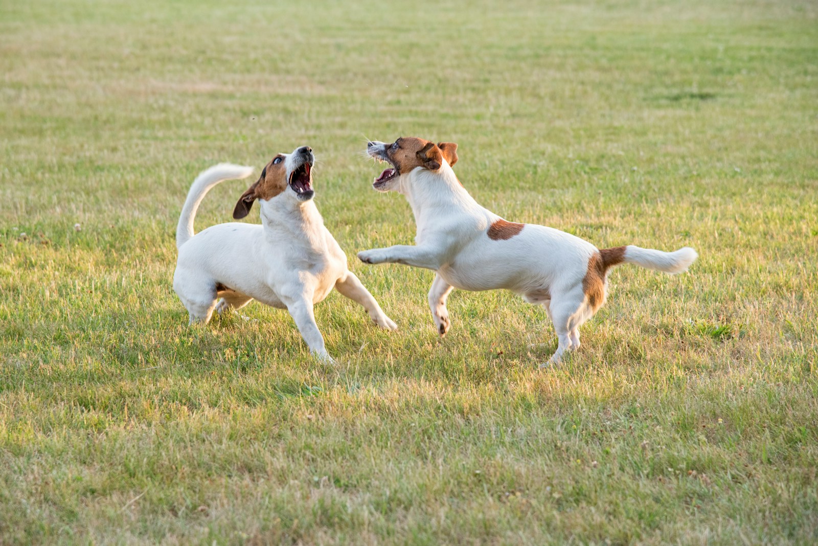 A couple of dogs playing with each other in a field