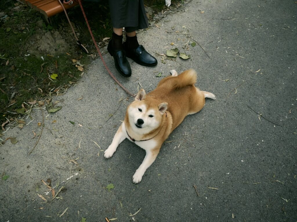 a brown and white dog laying on top of a sidewalk