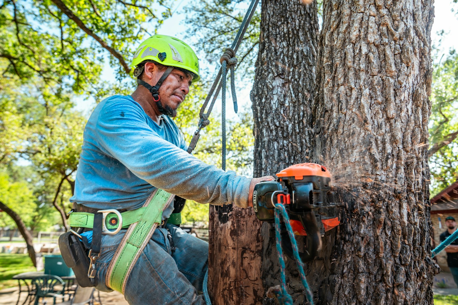 Arborist uses a chainsaw to cut a tree.