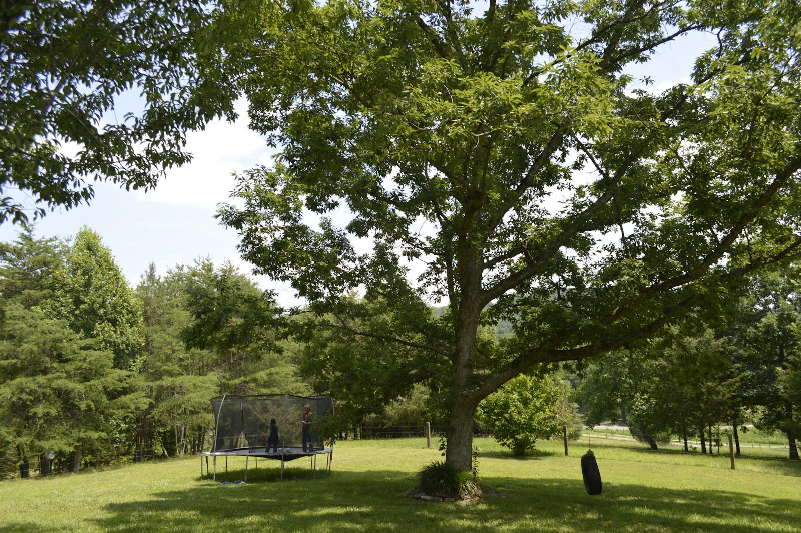 A peaceful park with a trampoline under a large tree, perfect for outdoor fun.