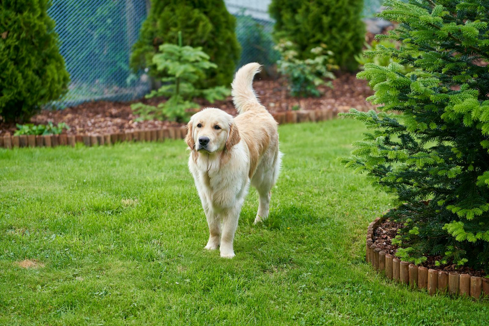 A charming golden retriever standing on a lush green lawn in a backyard.