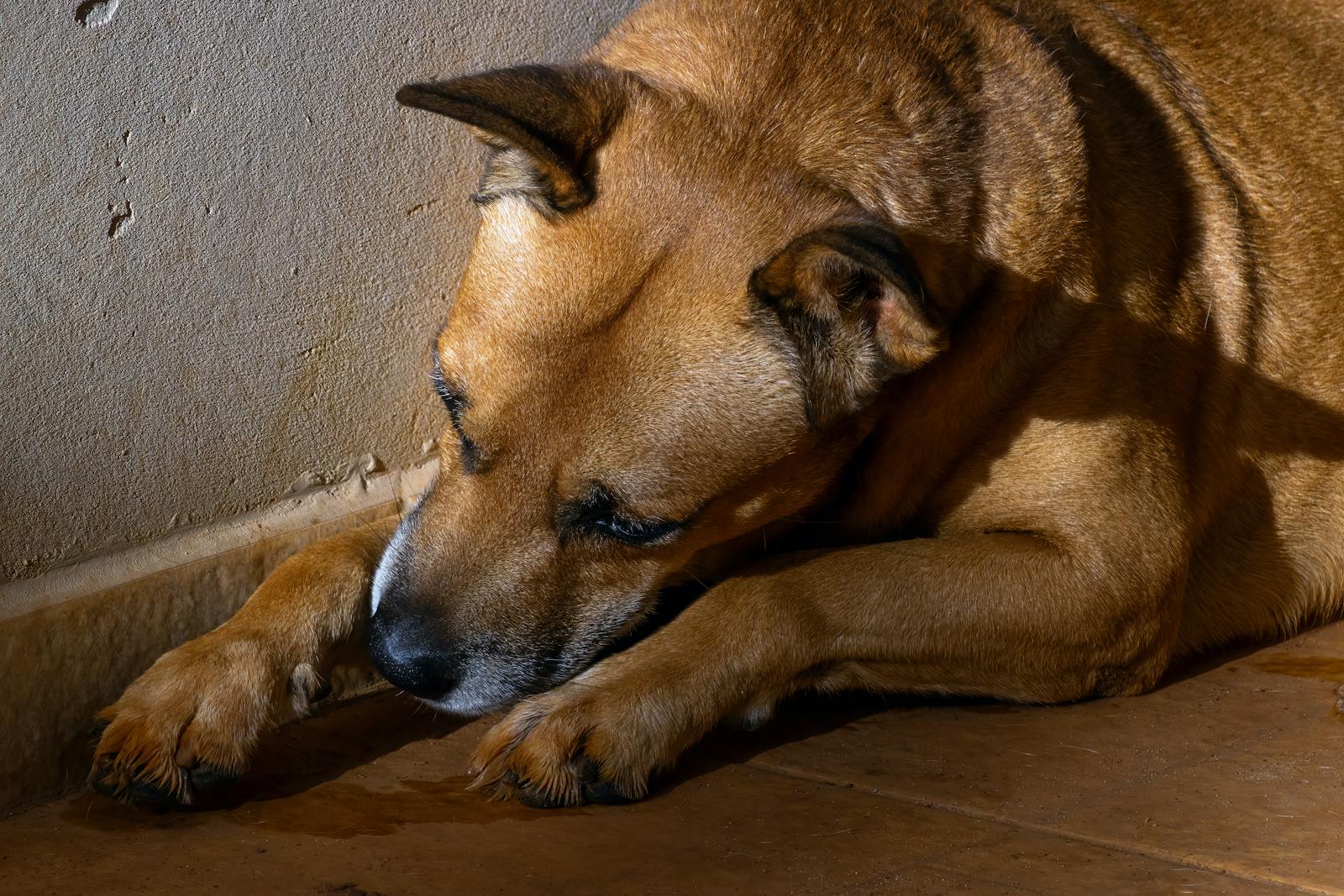 A brown dog lying on a sunlit wooden floor indoors, capturing a peaceful domestic scene.