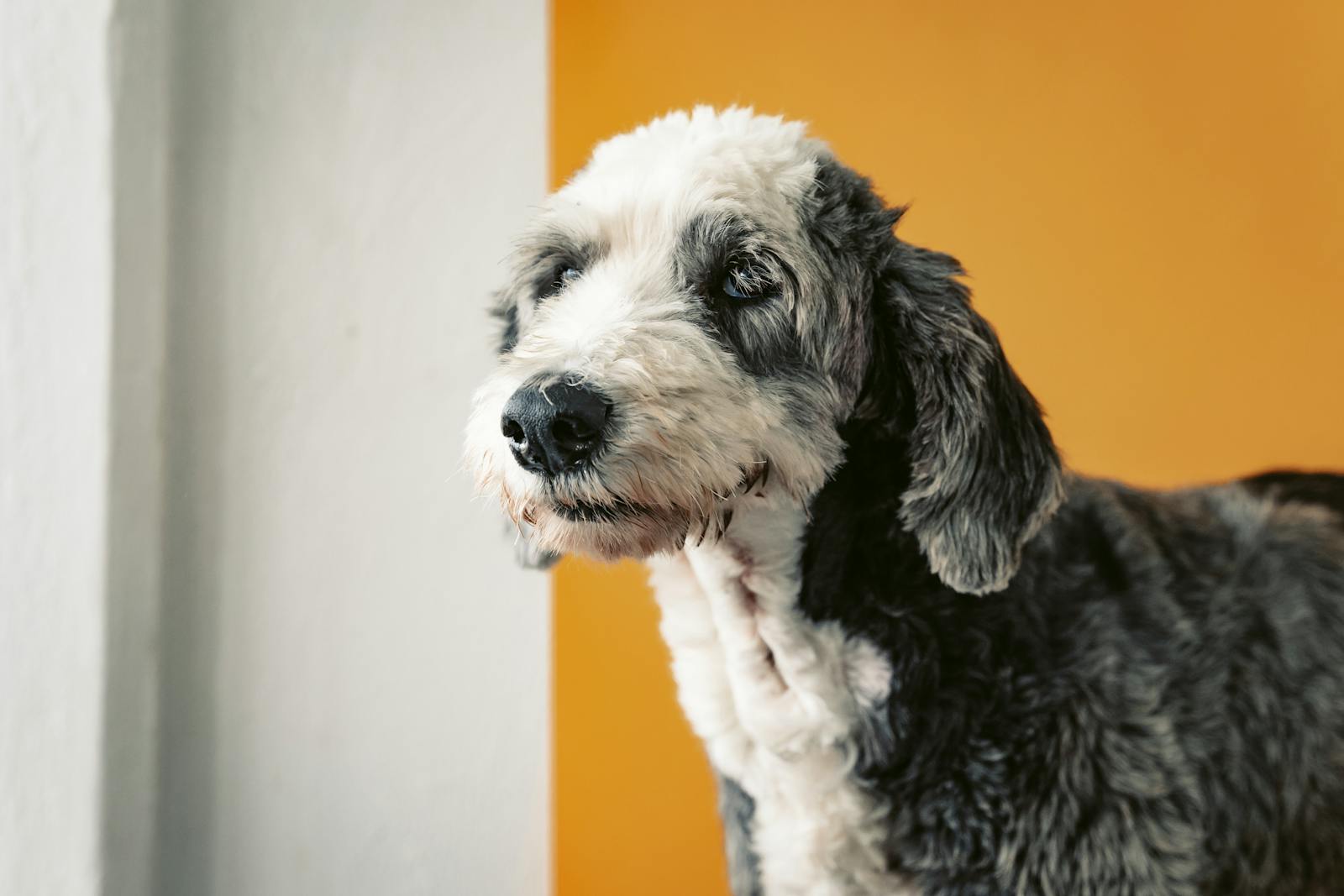 Close-up portrait of a sheepdog against a vibrant yellow background in Mexico City.