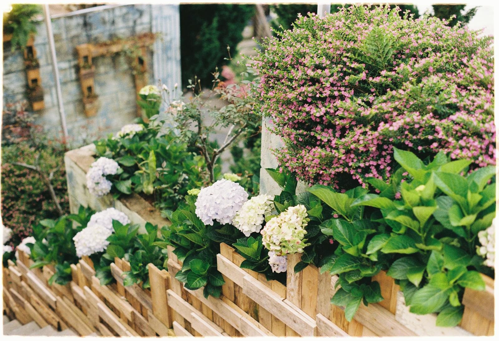 Vibrant garden featuring blooming hydrangeas and pink flowers surrounded by wooden fencing.