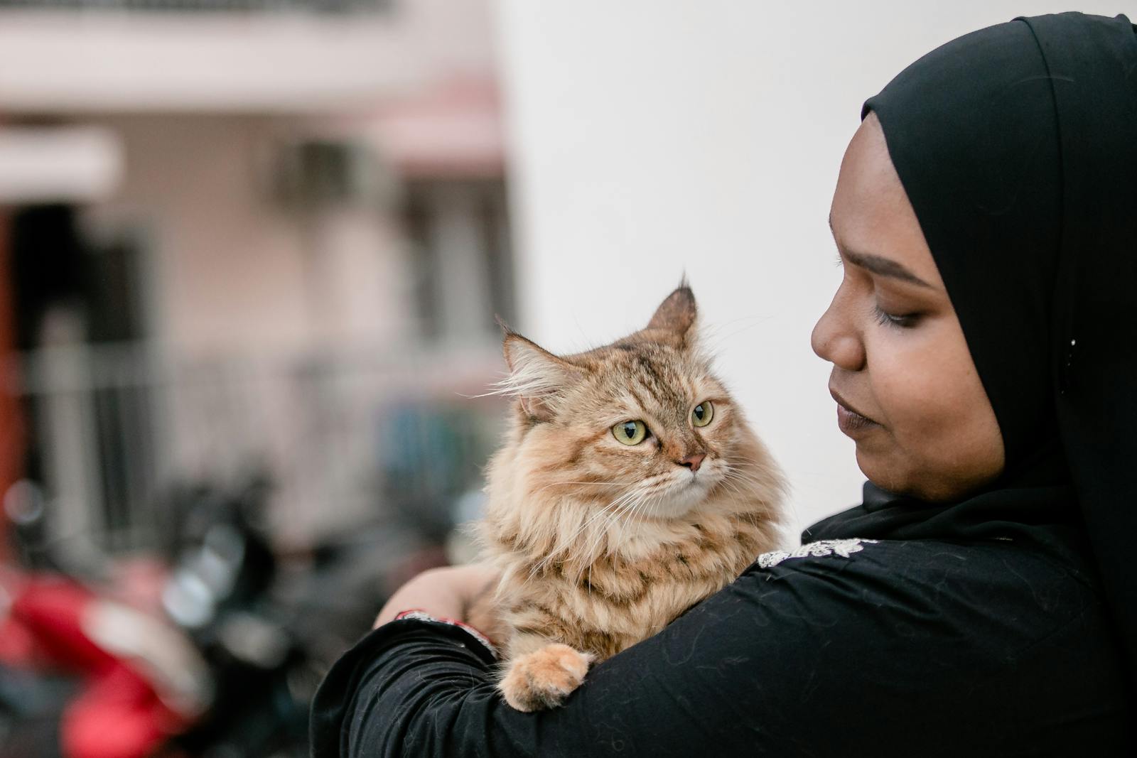 A Muslim woman lovingly holds a fluffy tabby cat outdoors in Malé, Maldives.