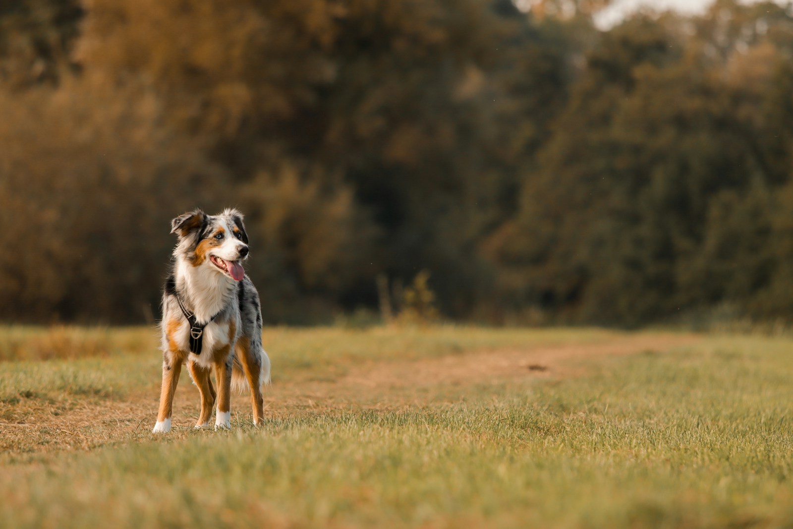 An australian shepherd dog stands in a grassy field.