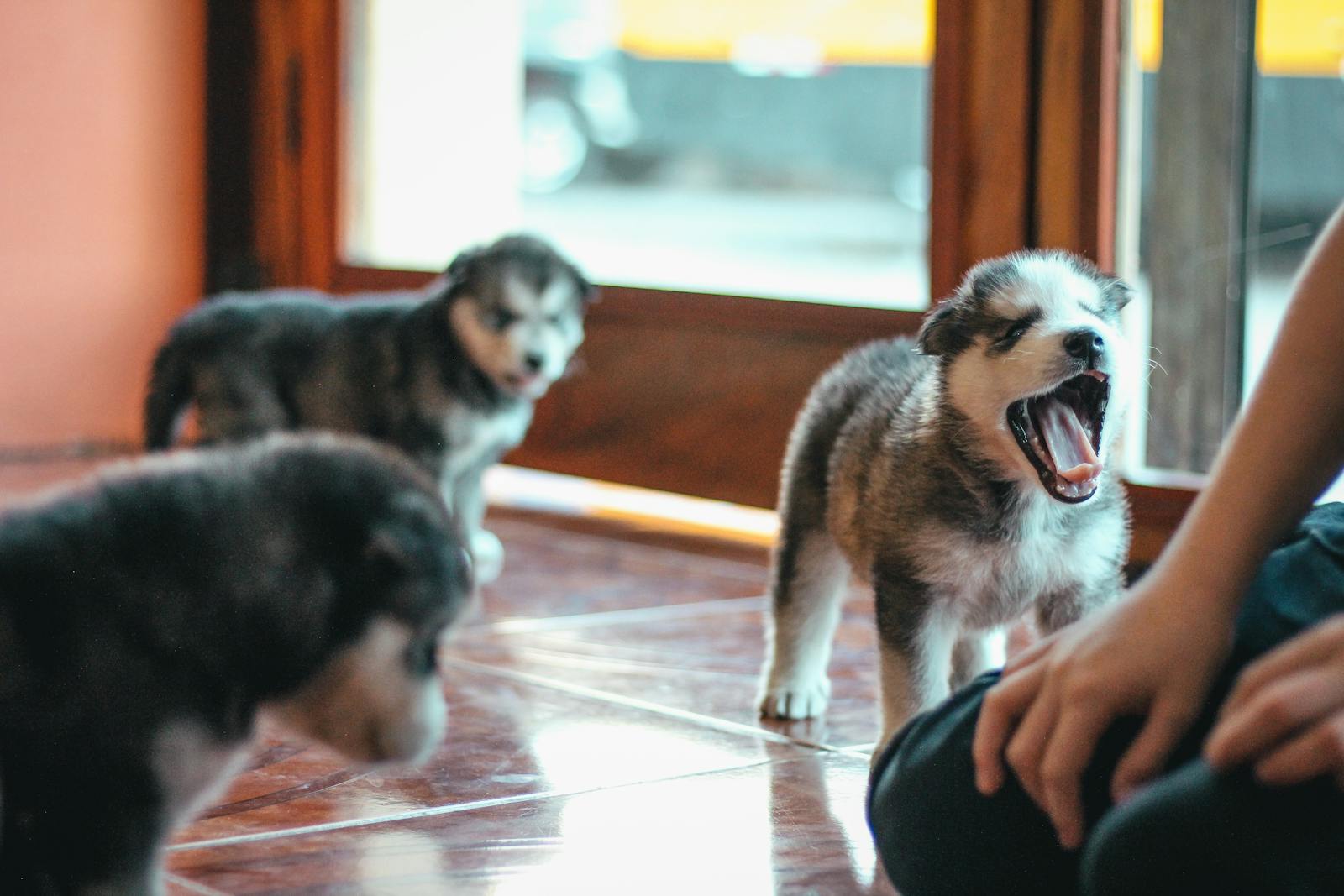 Three Siberian Husky puppies playing on a tiled floor indoors, with a person nearby.