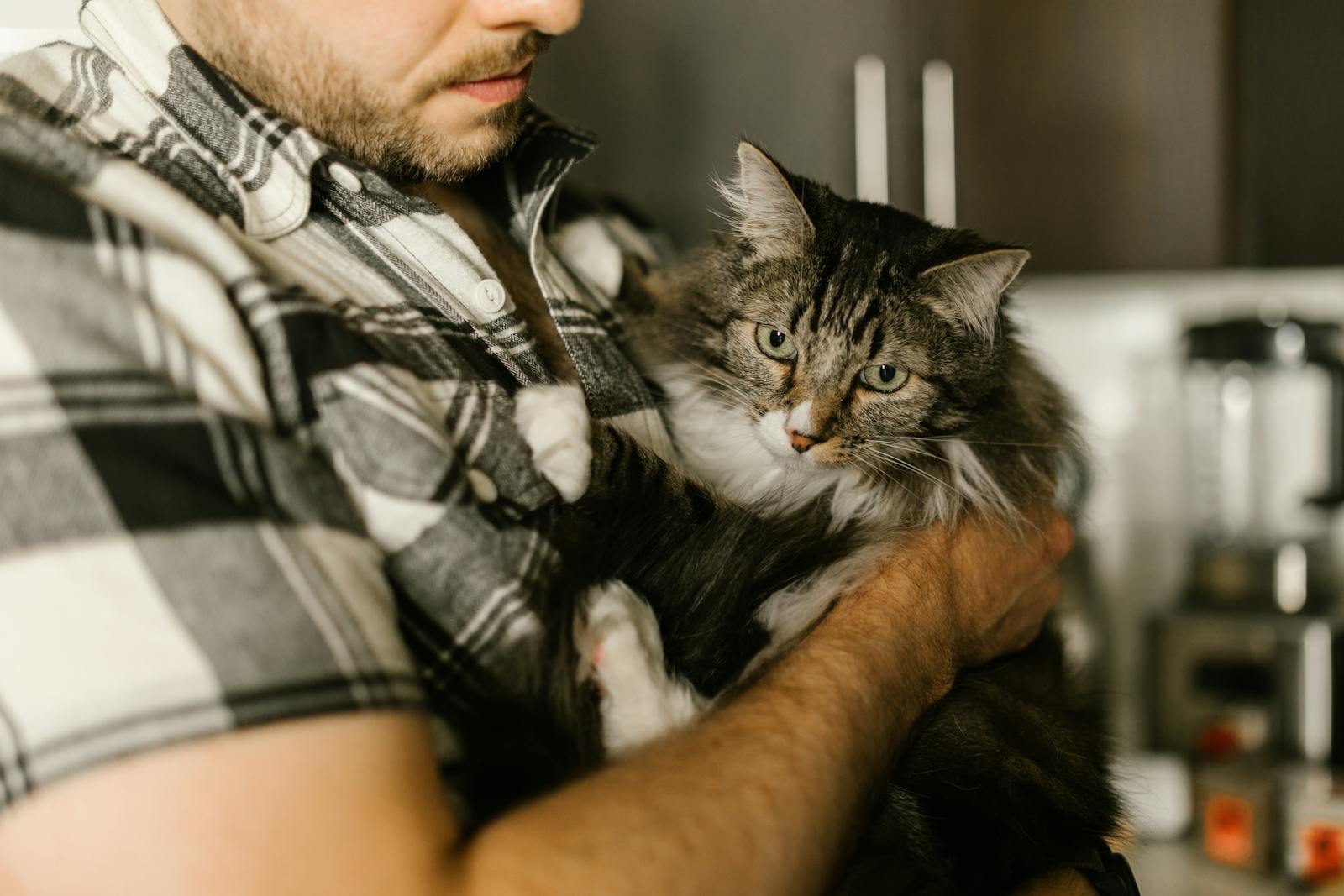 A bearded man in plaid holding a fluffy tabby cat indoors, showcasing a cozy pet moment.