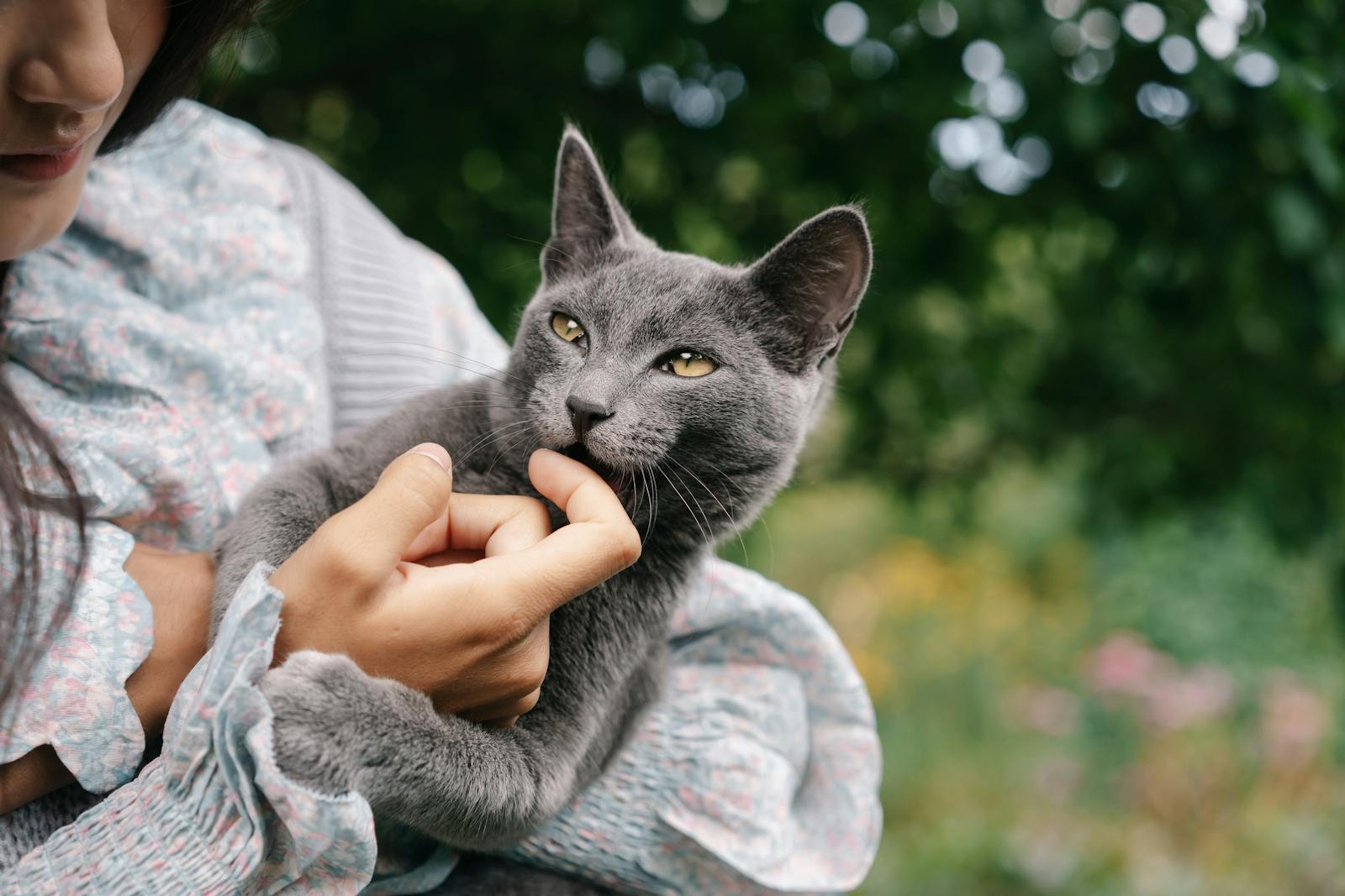 Charming portrait of a grey cat playfully nibbling on a woman's hand, enjoying a sunny day outdoors.