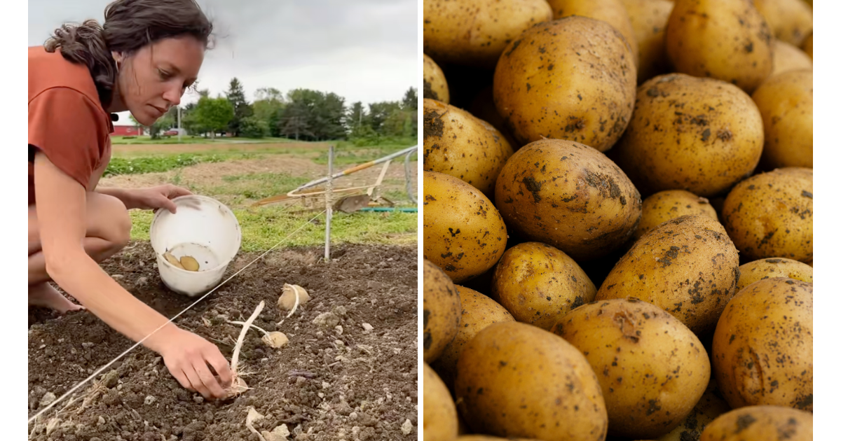 Woman Says Not All Crops Are Worth Growing, then Lists the Foods That Actually Feed Her Family
