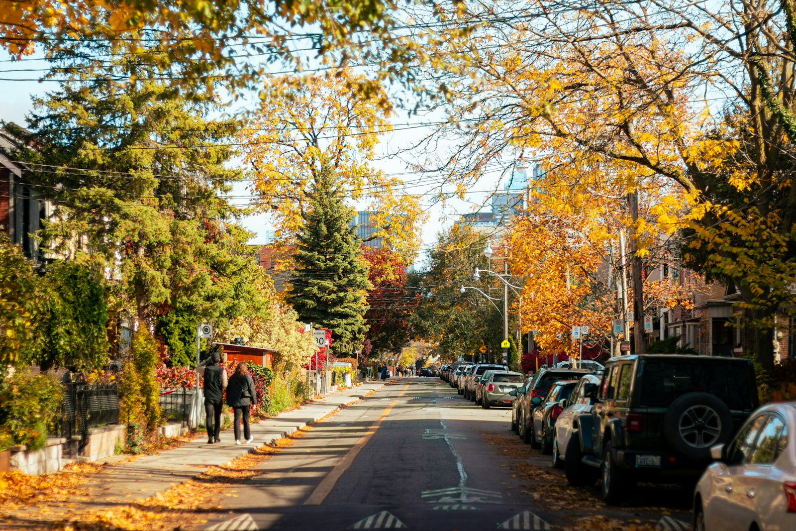 Tree-lined street with parked cars and autumn leaves.
