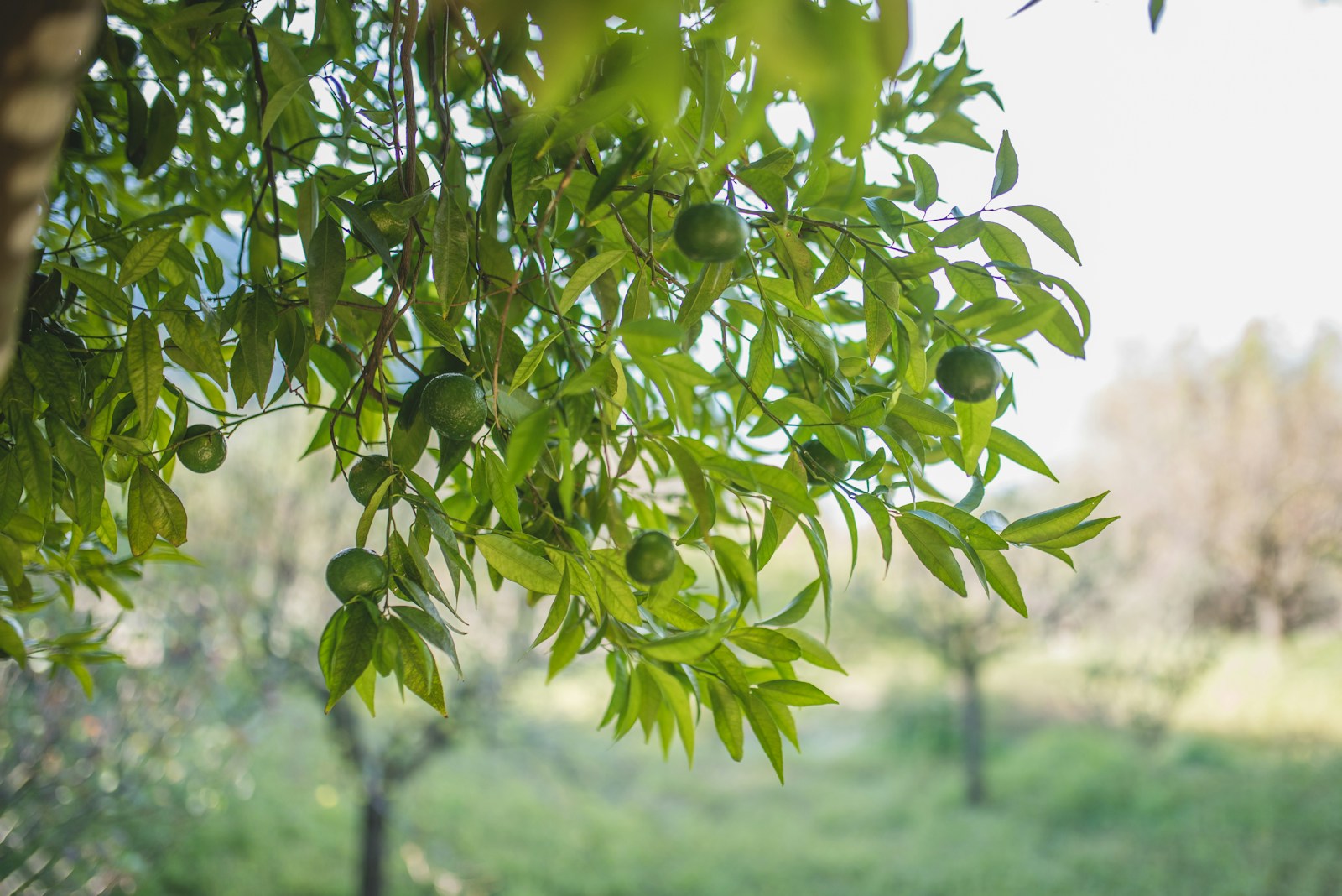 a close up of a tree with fruit on it