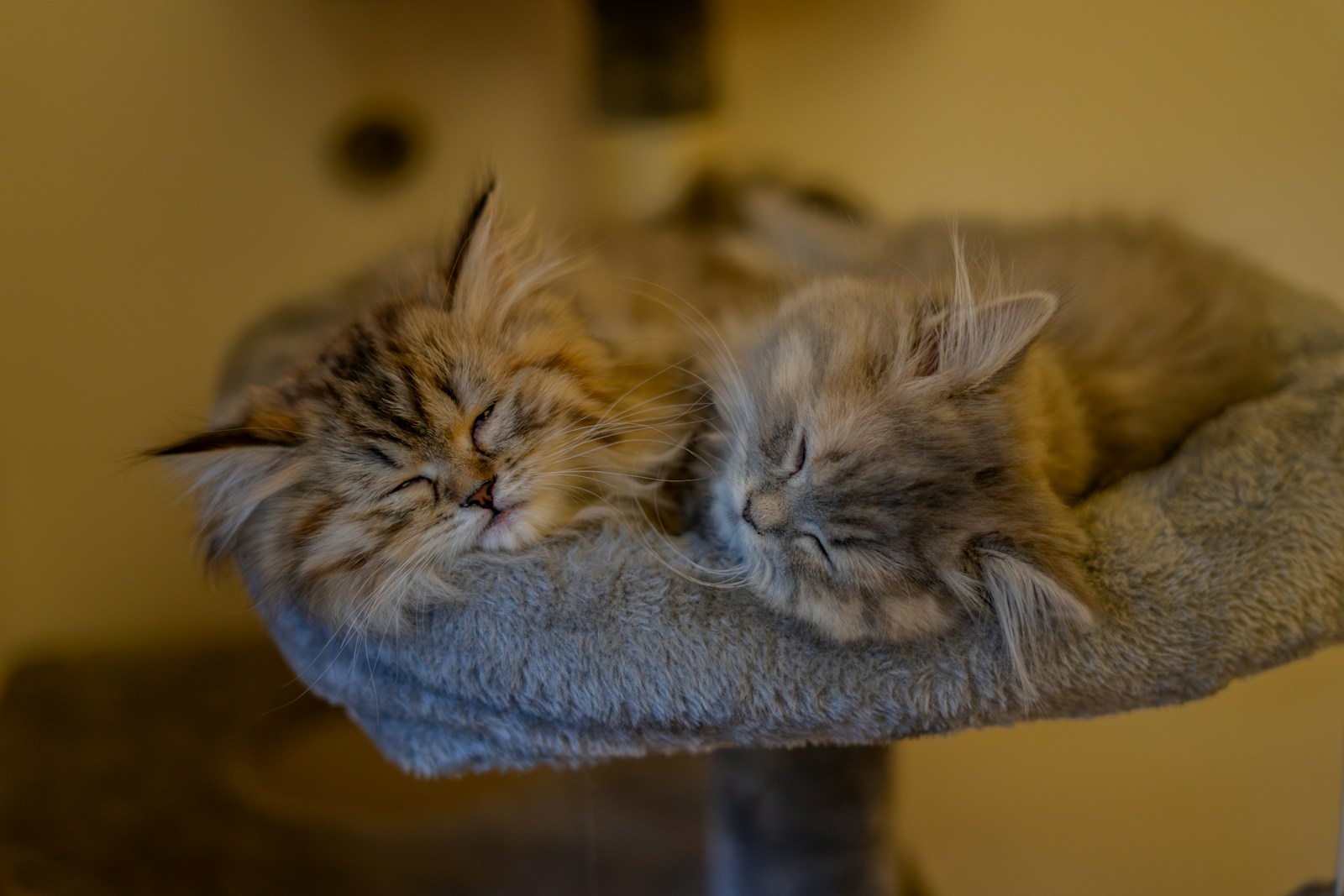 a couple of cats sleeping on top of a cat tree