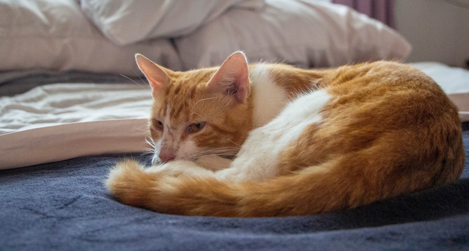 Tenant Says the Cat Pee Stench, Ant Infestation, and Slob Neighbors Have Pushed Her Own Cats Into Ruining Everything, and Now Home Feels Like One Giant Litter Box Meltdown