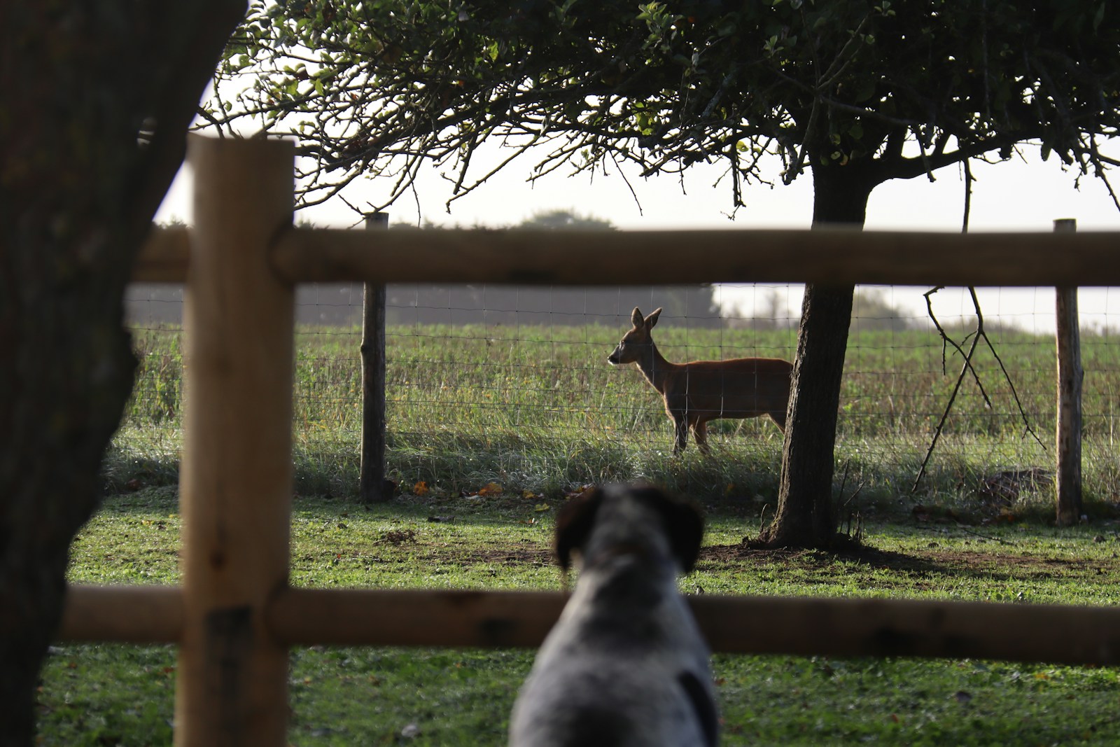 Homeowner Says Peaceful Country Living May Be Over After the New Neighbor Started Dog Training Classes Next Door, and the Weekend Barking Is Already Driving Her Crazy