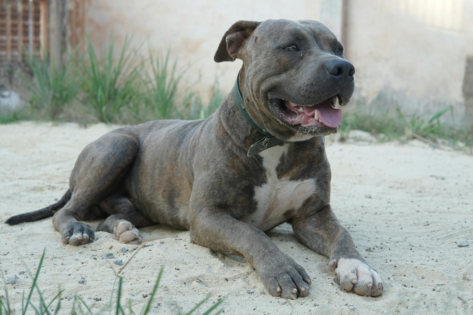 Calm grey Pitbull Terrier resting on sandy ground outside, showcasing its strength and calm demeanor.