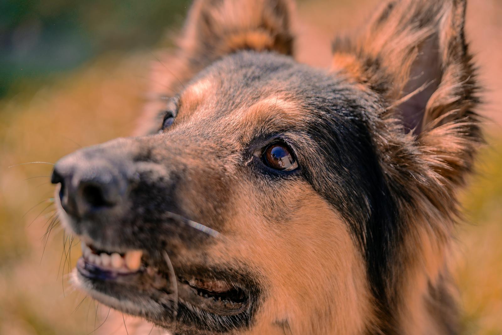 Downstairs Neighbor’s German Shepherd Attacks Their Dog, Then Starts Filming Them And Telling Everyone They’re “Dangerous”