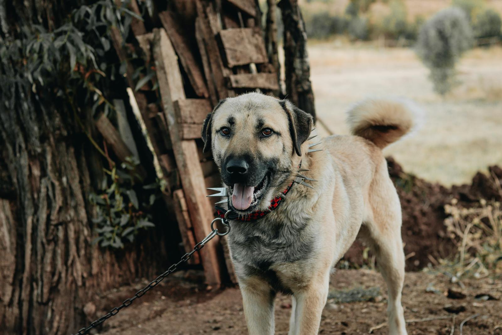 A Kangal shepherd dog with a spiked collar standing in a rustic yard setting.
