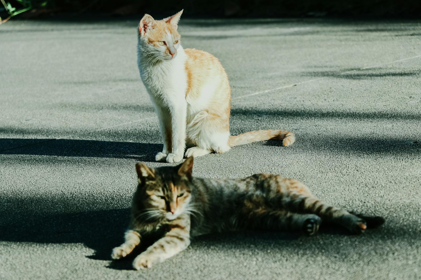 Two cats enjoying sunlight on a pavement, one sitting and the other lying down.