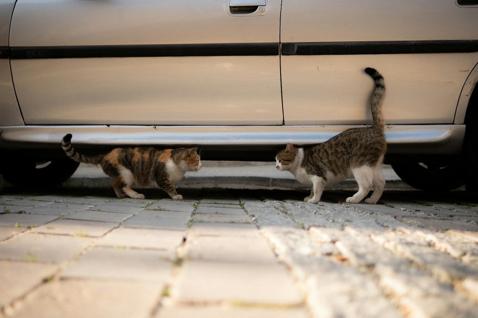 Two domestic cats face off in an outdoor setting near a parked car, creating a tense yet intriguing moment.