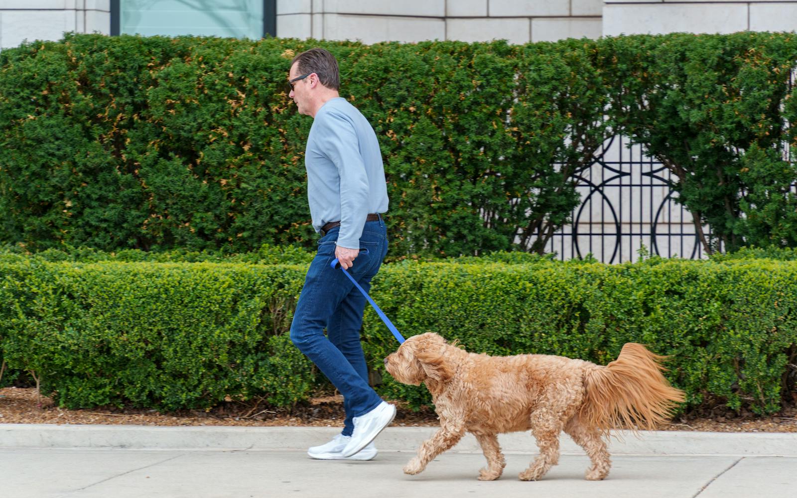 A man in casual attire walks a fluffy dog on a sidewalk next to vibrant green shrubs.