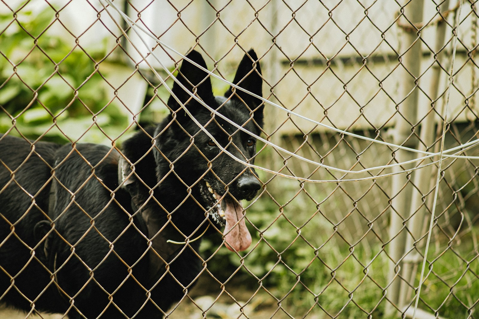 a black dog with its tongue hanging out behind a chain link fence