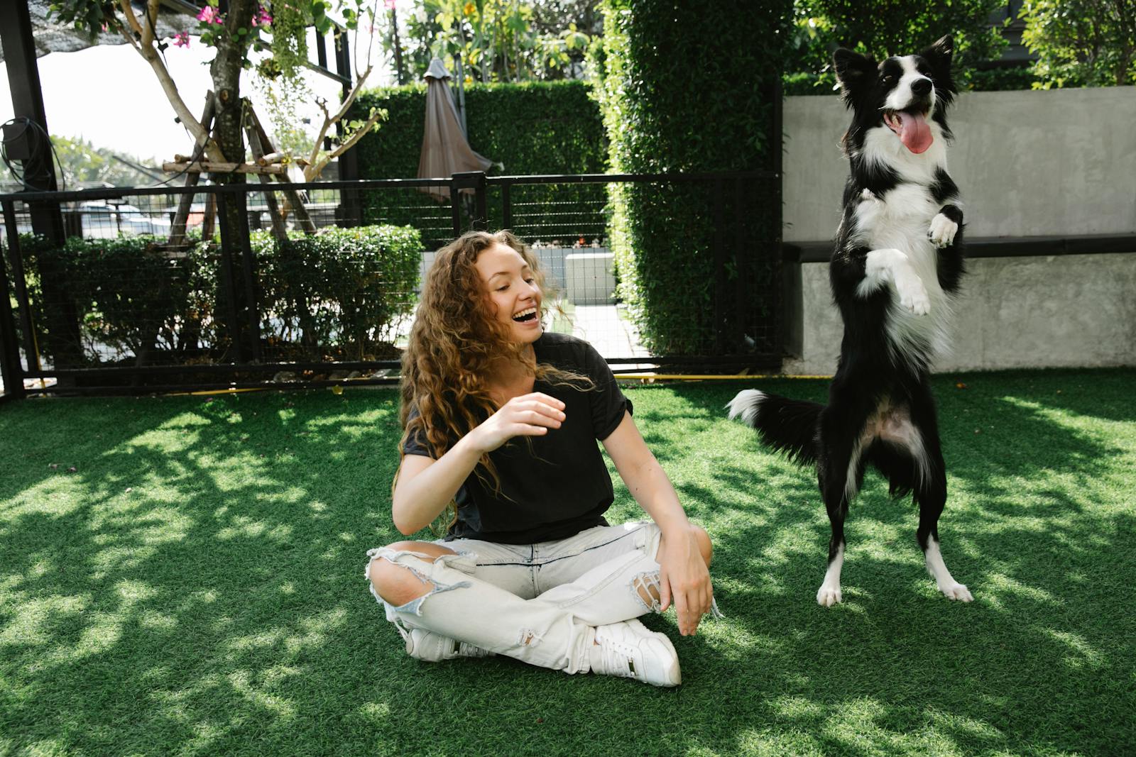 Content female with crossed legs looking away while teaching purebred dog standing on hind legs on lawn in sunlight