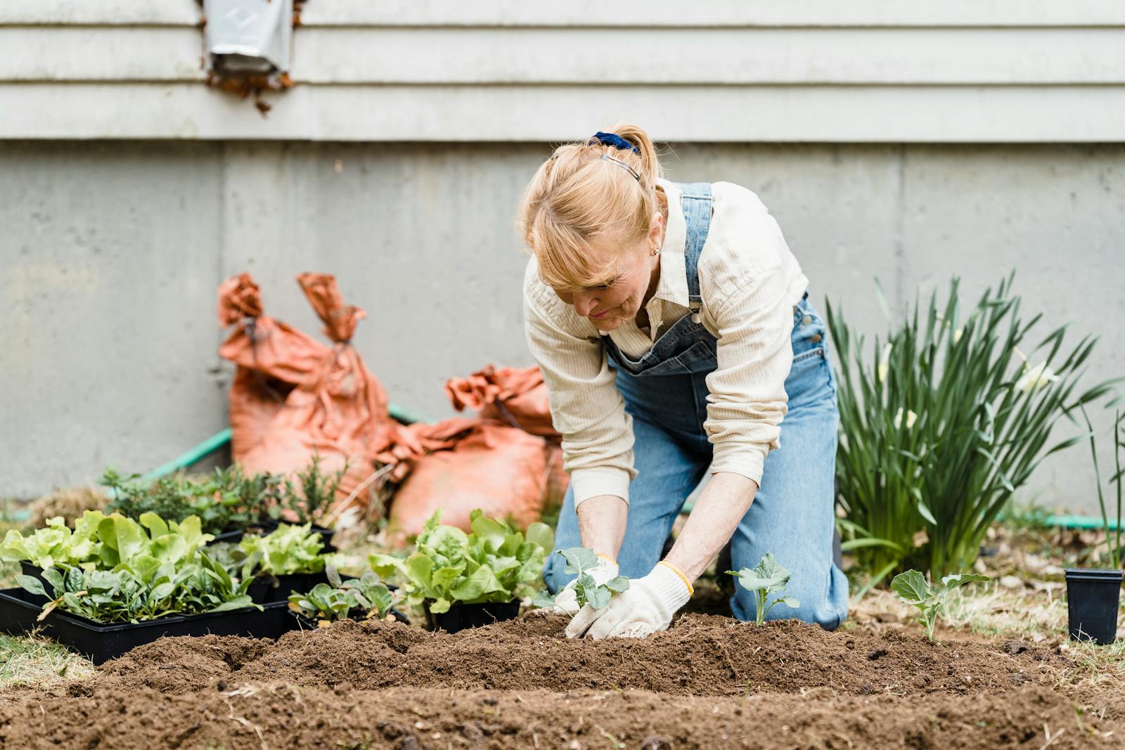 Full body of concentrated elderly female gardener in gloves working in garden with seedlings while sitting on ground
