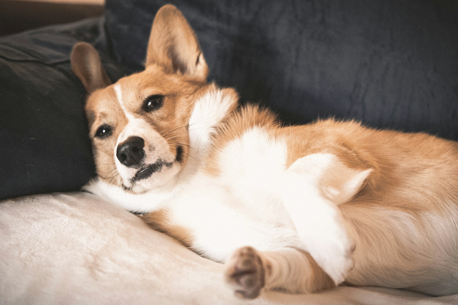 a dog lying on a couch